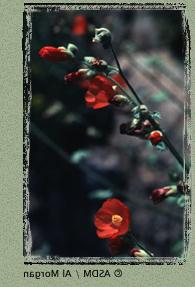 Photo of Globemallow by Al Morgan